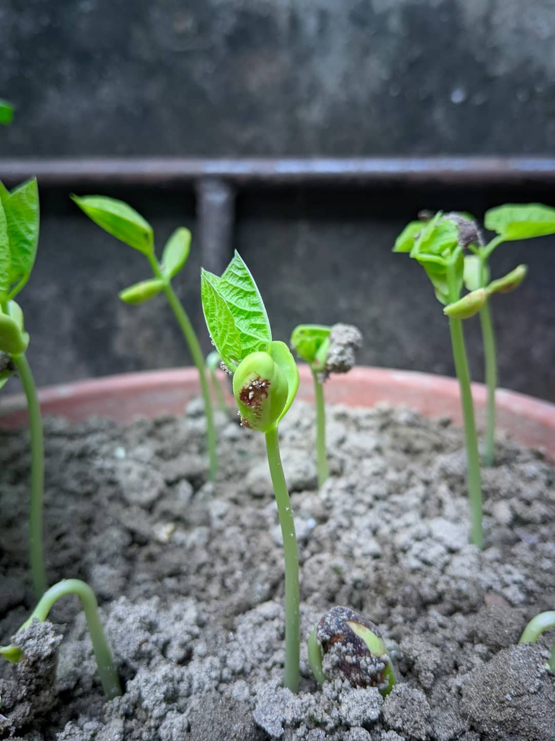 Certified Organic