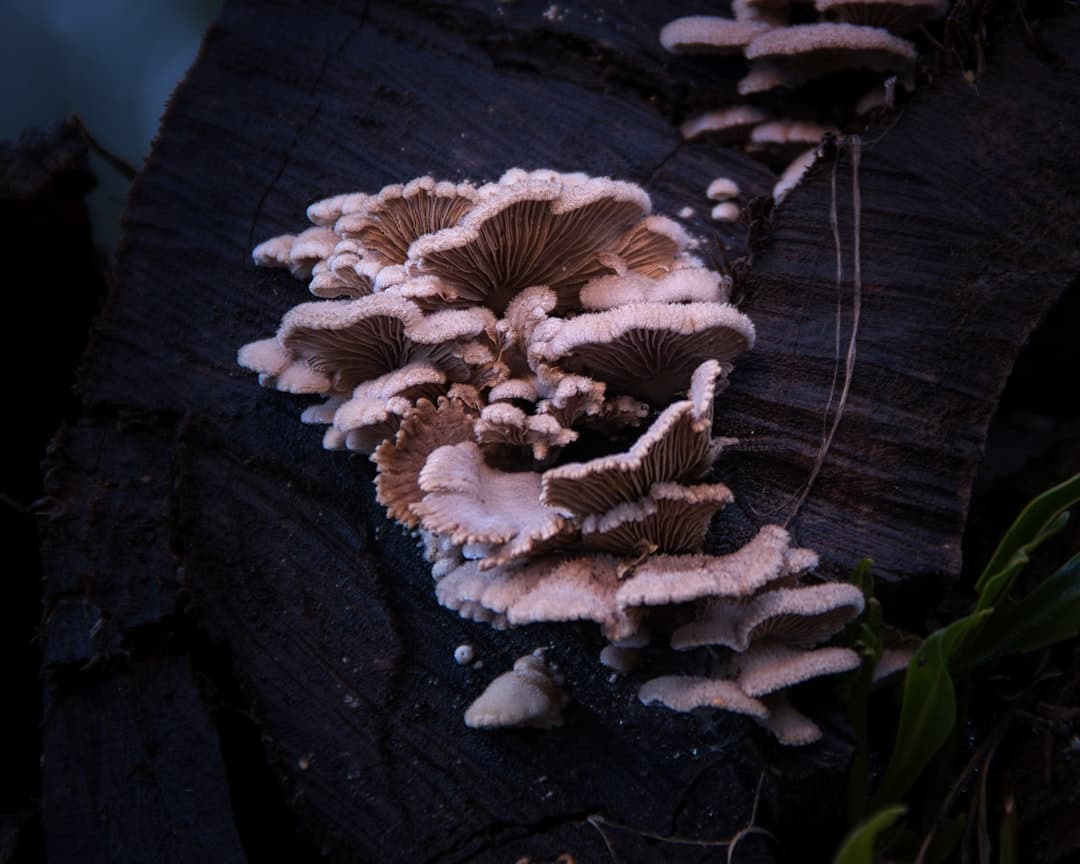 Lion's Mane Extract