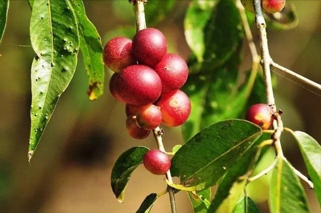 Camu Camu Powder